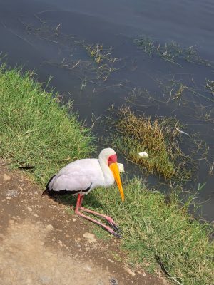 WhatsApp Image 2026-04-08 at 19.05.49