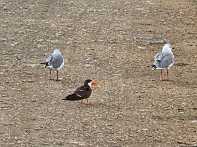 WhatsApp Image 2026-04-08 at 19.03.41