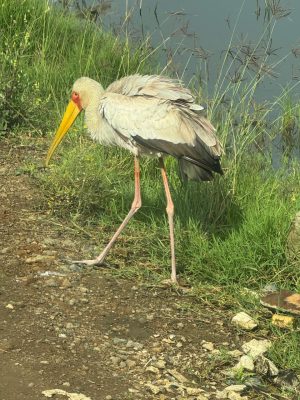 WhatsApp Image 2026-04-10 at 19.08.31(1)