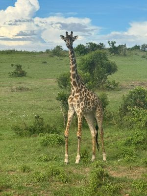 WhatsApp Image 2026-04-08 at 19.06.28