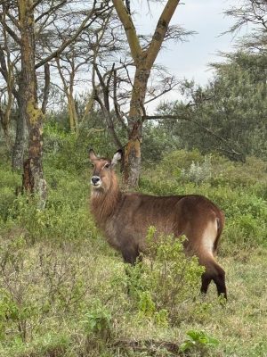 WhatsApp Image 2026-04-10 at 19.08.30