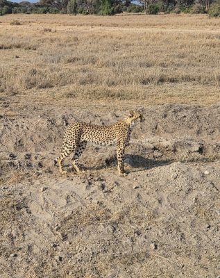 WhatsApp Image 2026-04-08 at 19.03.29