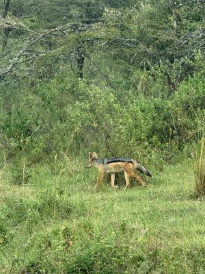 WhatsApp Image 2026-04-10 at 19.08.34