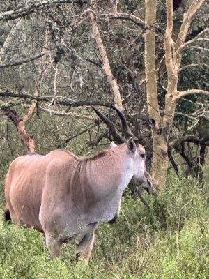 WhatsApp Image 2026-04-10 at 19.08.31