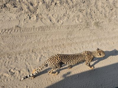 WhatsApp Image 2026-04-08 at 19.03.22