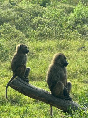 WhatsApp Image 2026-04-10 at 19.08.33