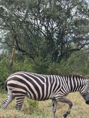 WhatsApp Image 2026-04-10 at 19.08.30(1)