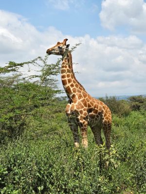 WhatsApp Image 2026-04-08 at 19.05.55(1)