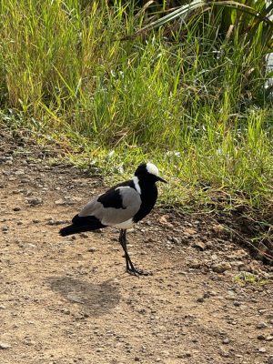 WhatsApp Image 2026-04-10 at 19.08.34(1)