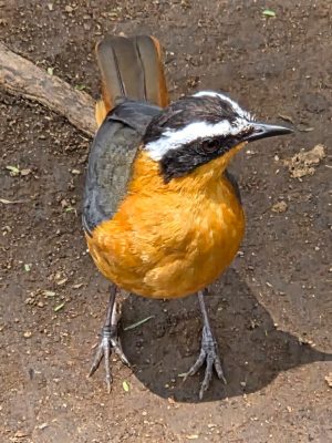 WhatsApp Image 2026-04-08 at 19.12.01