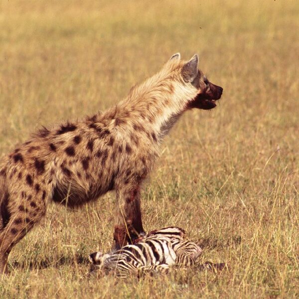 2 Nights 3 Days Safari – Masai Mara