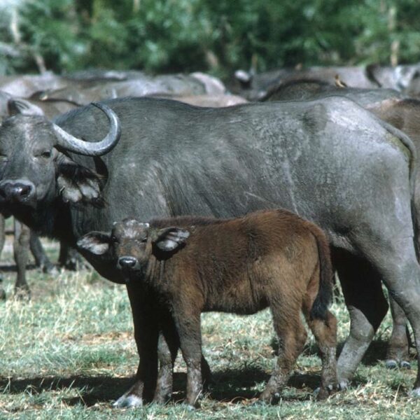 4 Nights 5 Days Safari – Amboseli, Nakuru & Naivasha