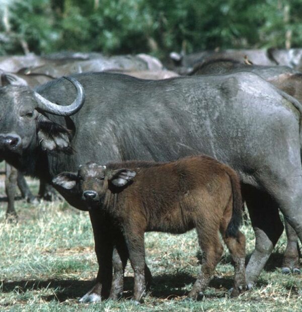 4 Nights 5 Days Safari – Amboseli, Nakuru & Naivasha